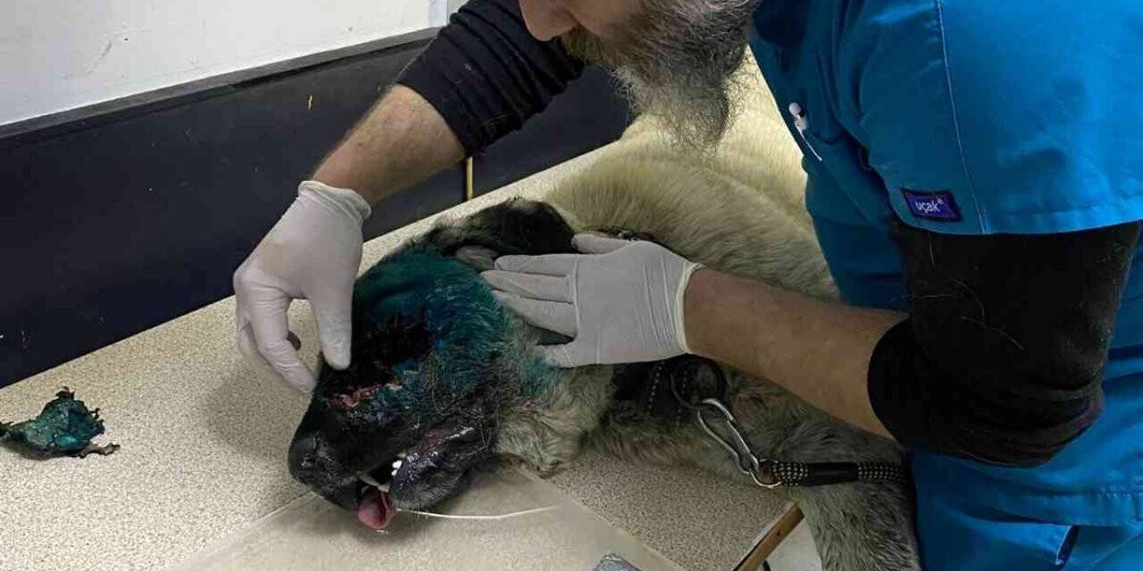 Köpeğin yüzünden 90 saçma çıktı, görenler şoke oldu