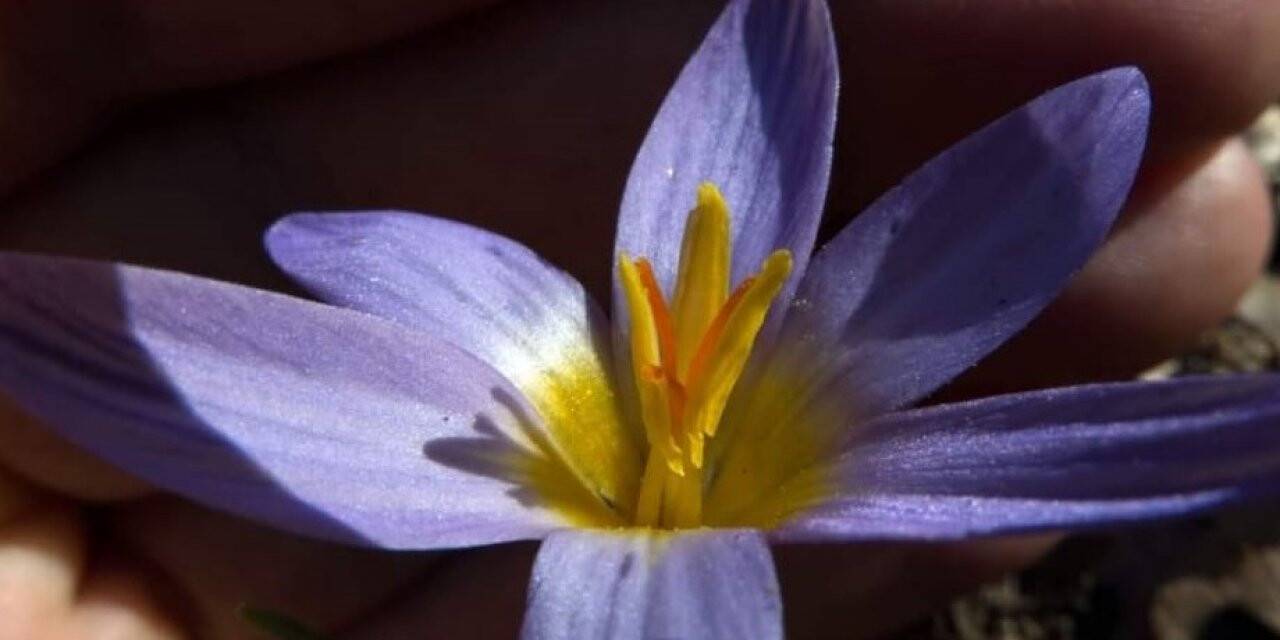 Gökkız ve Kuyruklu Çiğdem 30 yıl sonra ilk defa görüntülendi