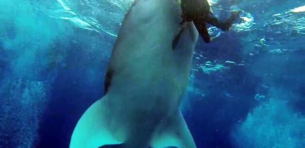 Dev balina ile yakın temas kamerada VİDEO