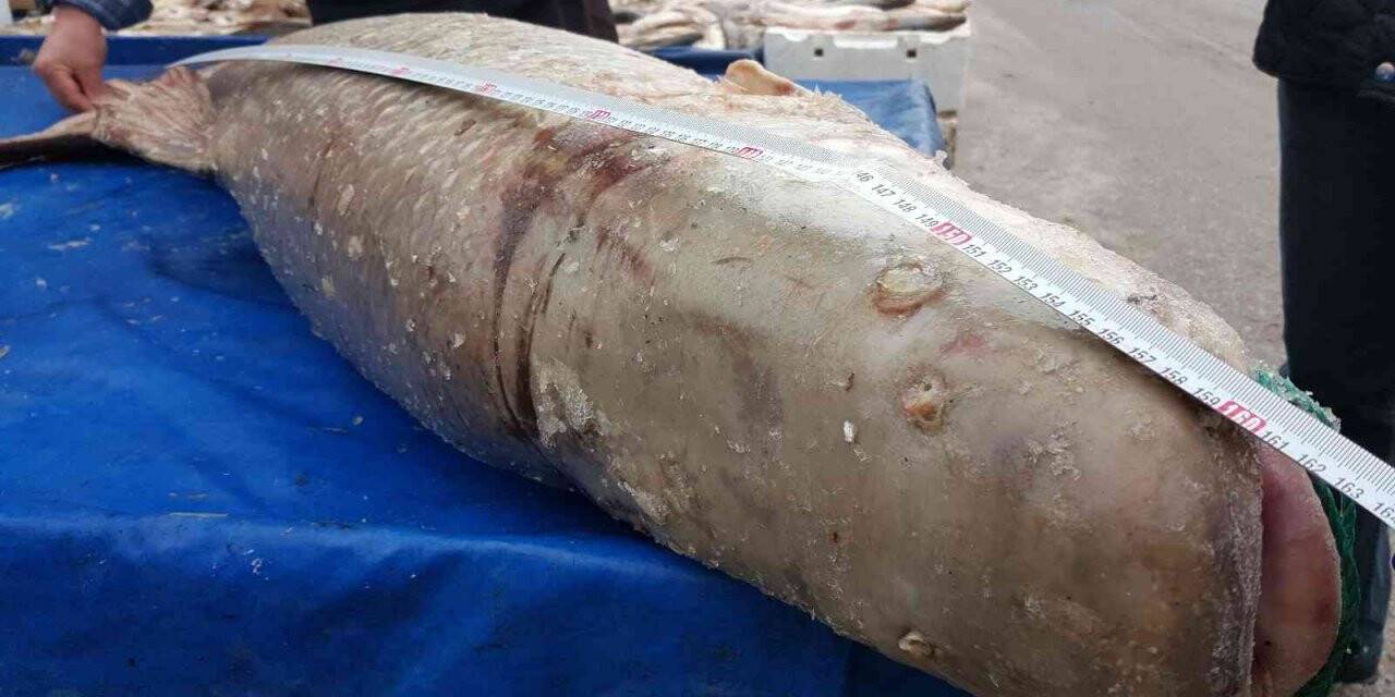 Erzincan’da yakalanan dev turna balığı görenleri şaşkına çevirdi!