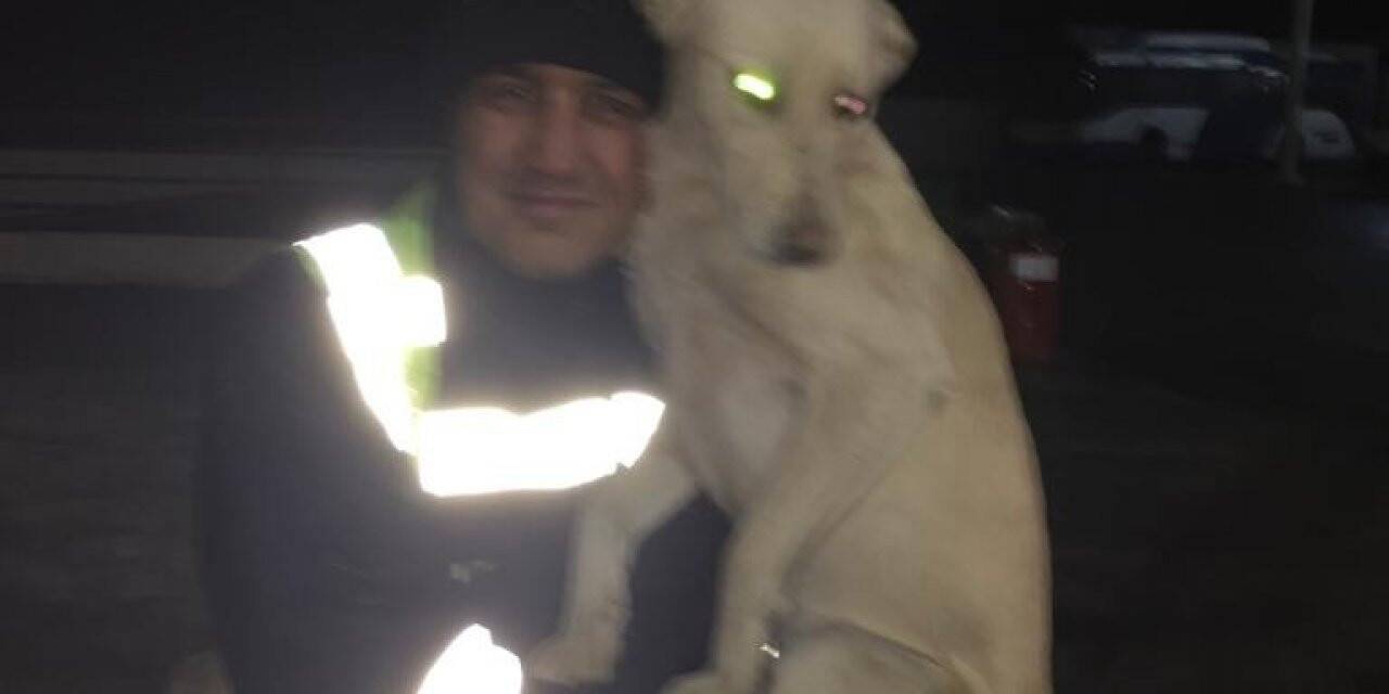 Ankara’da otobüs şoförünün köpekle yaşadığı eğlenceli anlar kamerada