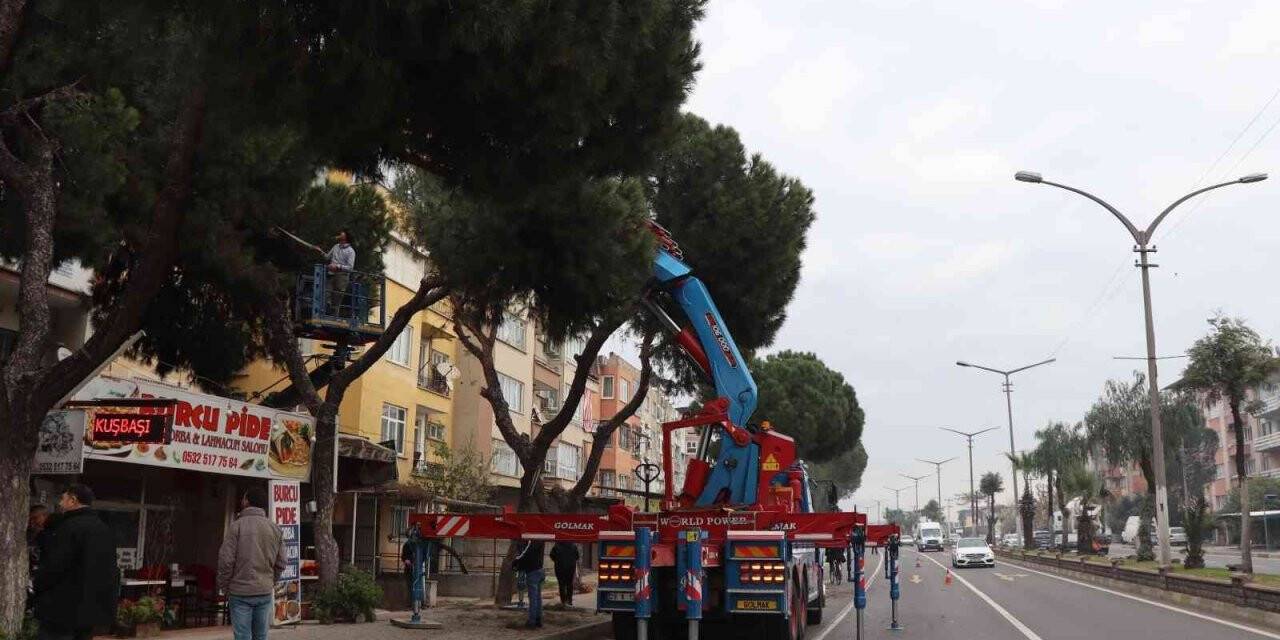 Nazilli’de budanan ağaçlar ihtiyaç sahiplerine yakacak oluyor
