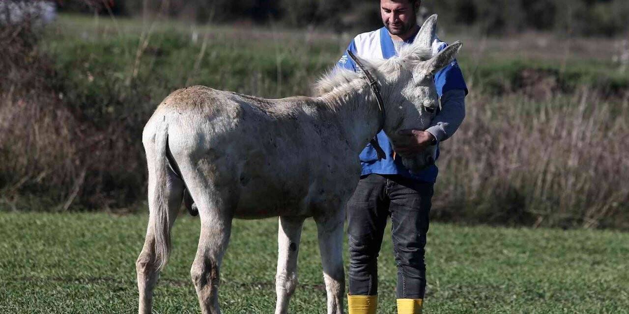 Mardin’de çöp toplamakta kullanılan eşek emekli oldu