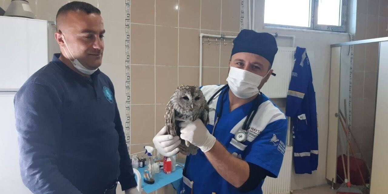 Belediye ekibi yavru baykuşu sağlığına kavuşturdu