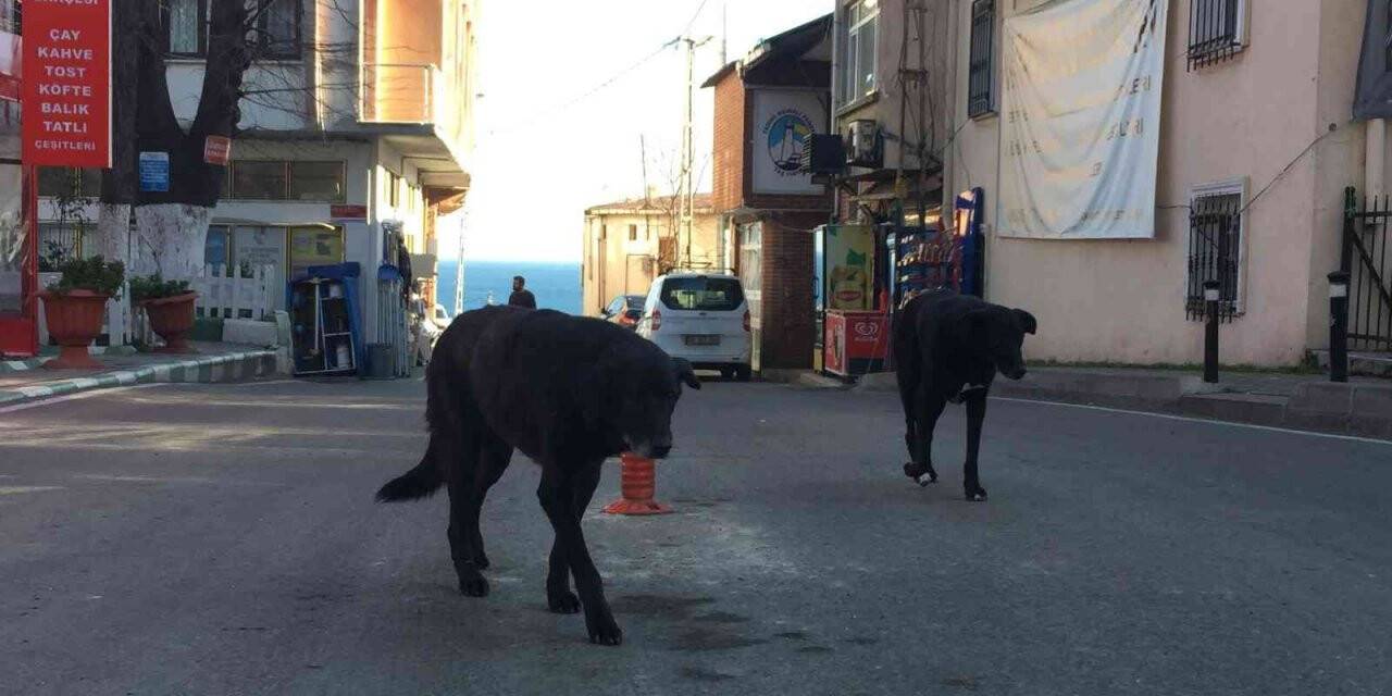 Rumeli Feneri Köyü’ne topluca bırakılan köpekler köylülerin korkulu rüyası haline geldi