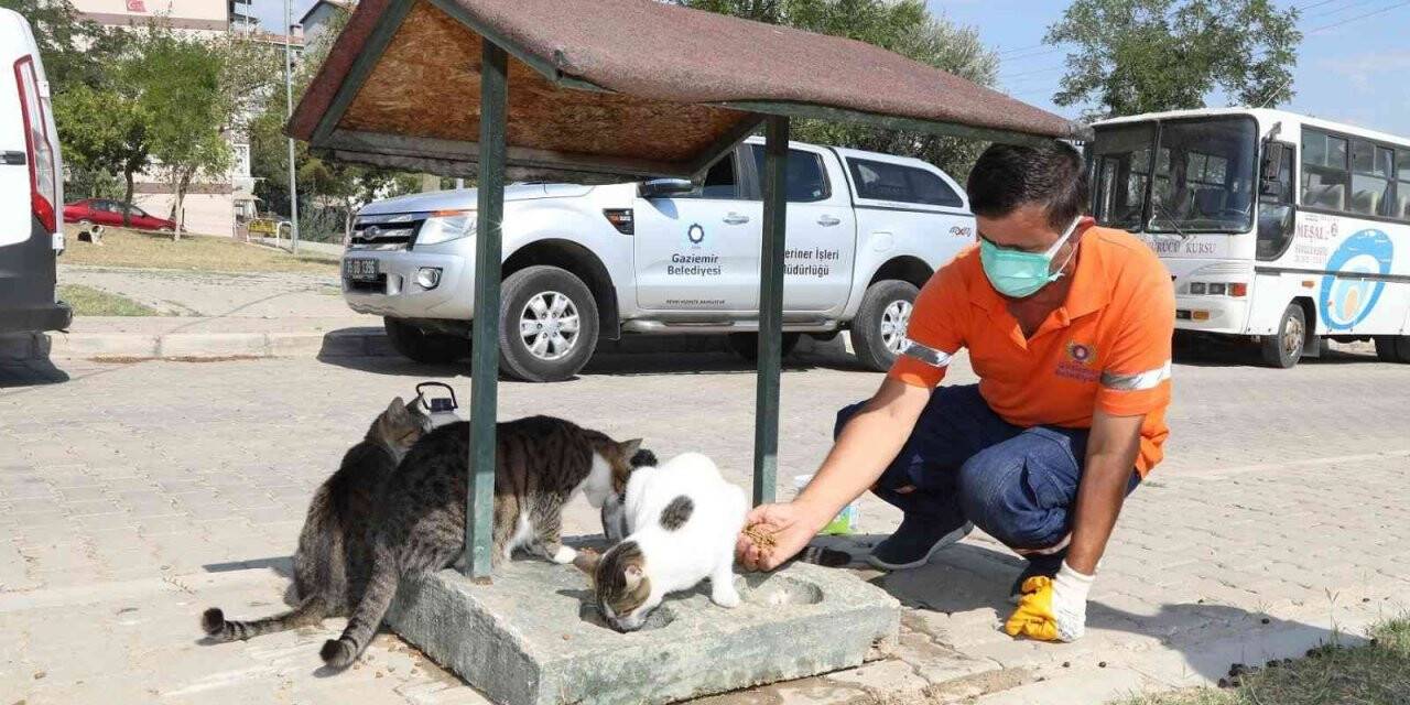 Artık gıdalar sokak hayvanlarının maması olacak