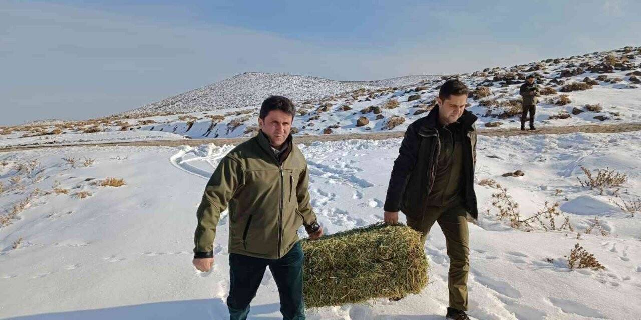 Aç kalan yaban hayvanları için yem bırakıldı