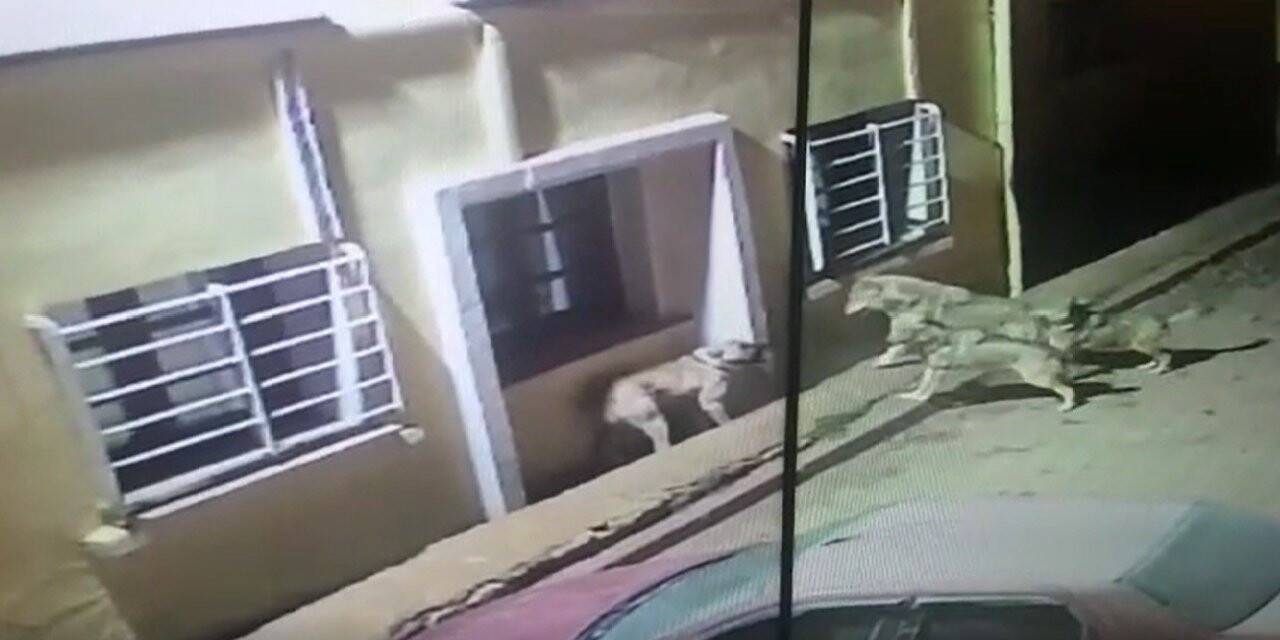Kurtlar köye dadanıp köpeklere saldırdı, o anlar güvenlik kamerasına yansıdı