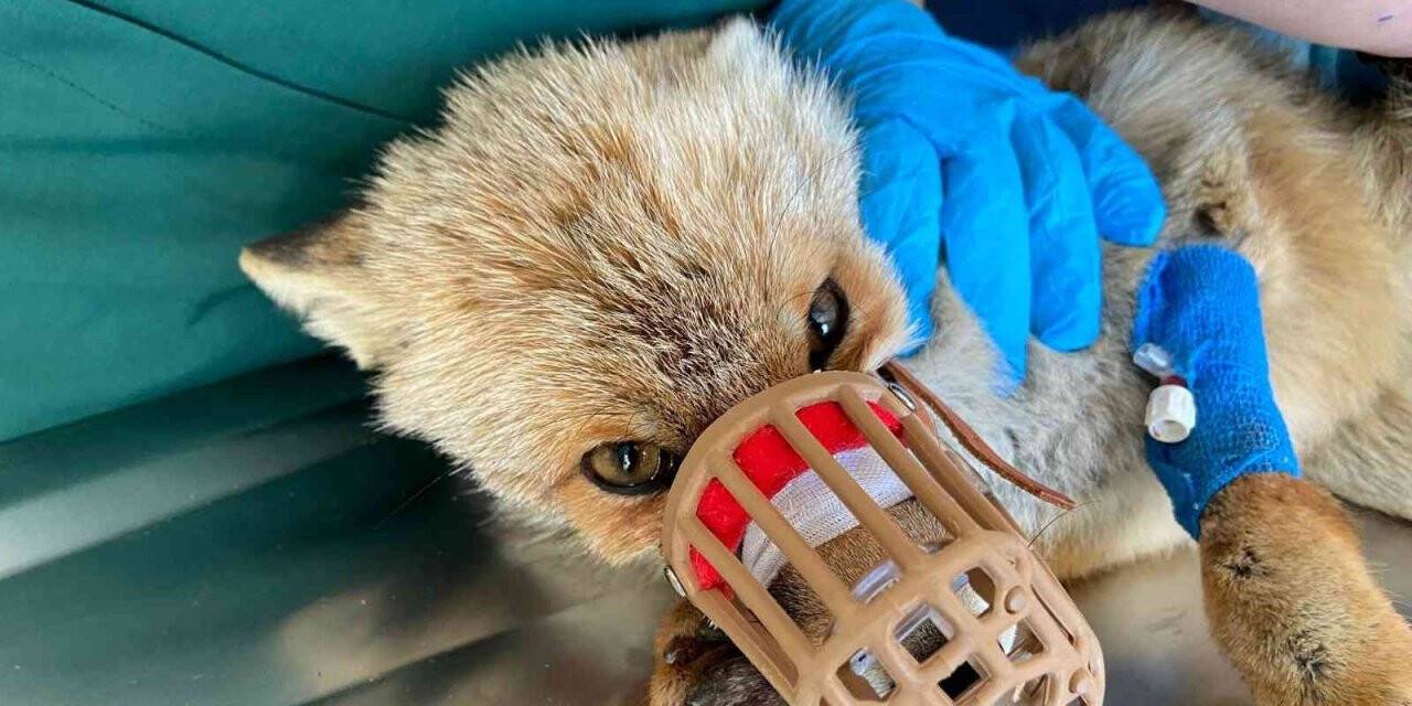 Silahla yaralanan çakal ve tilkinin tedavisi devam ediyor