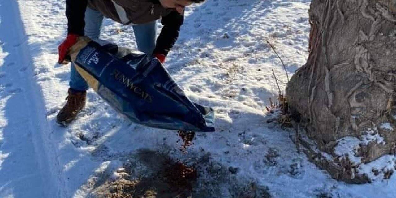 Kar yağışı sonrası yaban hayatı için doğaya yem bırakıldı