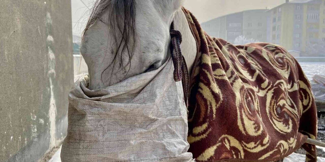 Atlarını battaniyeye ile sarıp dondurucu soğuklardan koruyorlar