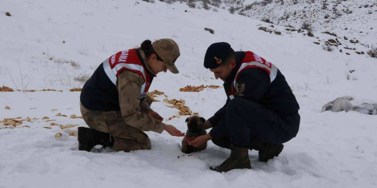 Bingöl’de jandarma, sokak ve yaban hayvanlarını unutmadı