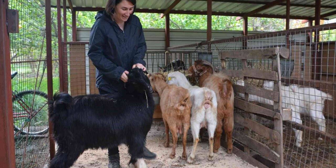 Büyükşehir ‘Keçi projesi’ yaşamını değiştirdi
