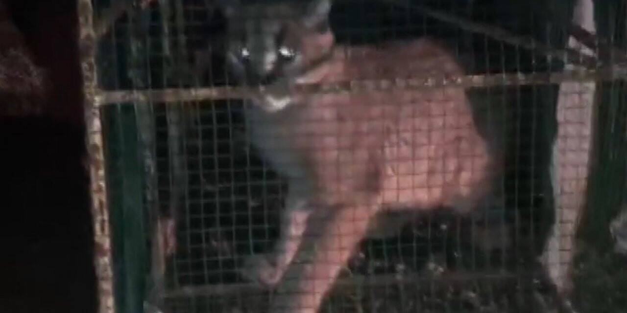 Kümese giren Karakulak, doğa koruma ekiplerini harekete geçirdi