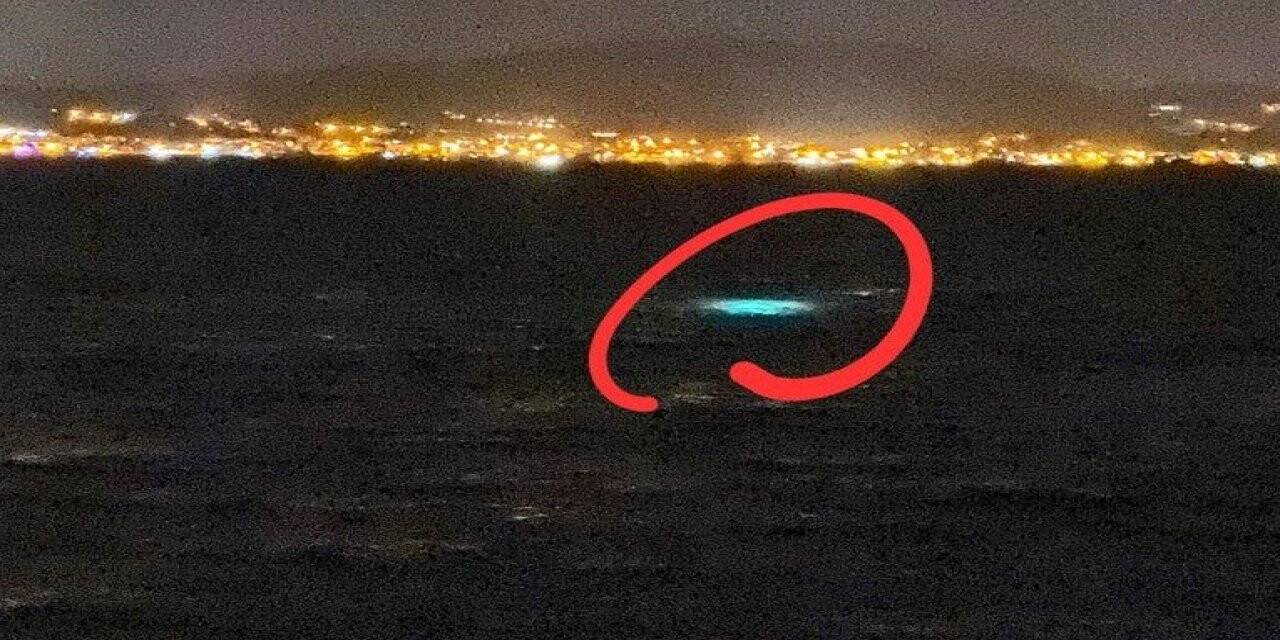 İzmir’de kaçak deniz patlıcanı avı operasyonu