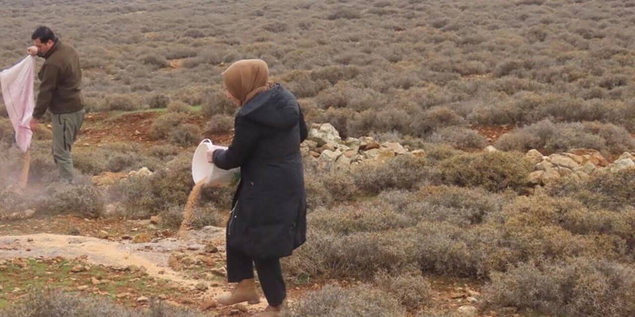 Yaban hayvanları için doğaya yem bıraktılar