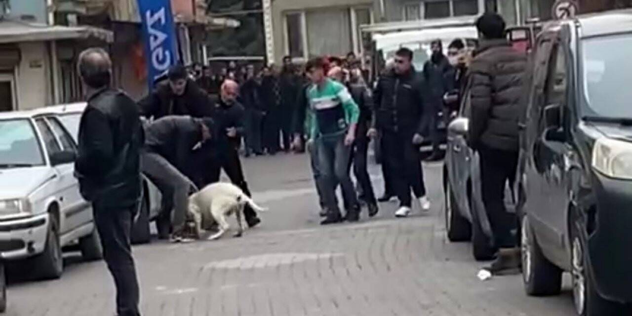 Malatya’daki pitbullu saldırı anı kamerada