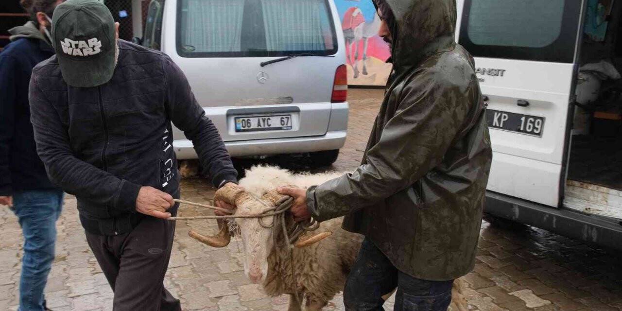 Didim’de sürüsünden ayrılan Maviş isimli koyun korumaya alındı