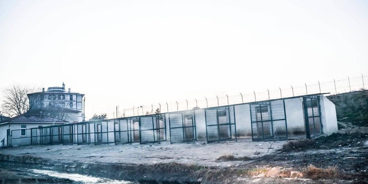Barınak kapatıldı, hayvanlar sokağa salındı