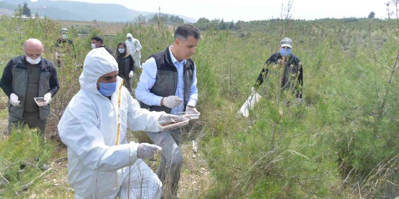 Mersin’de 2021 yılında orman zararlılarıyla mücadele hız kazandı