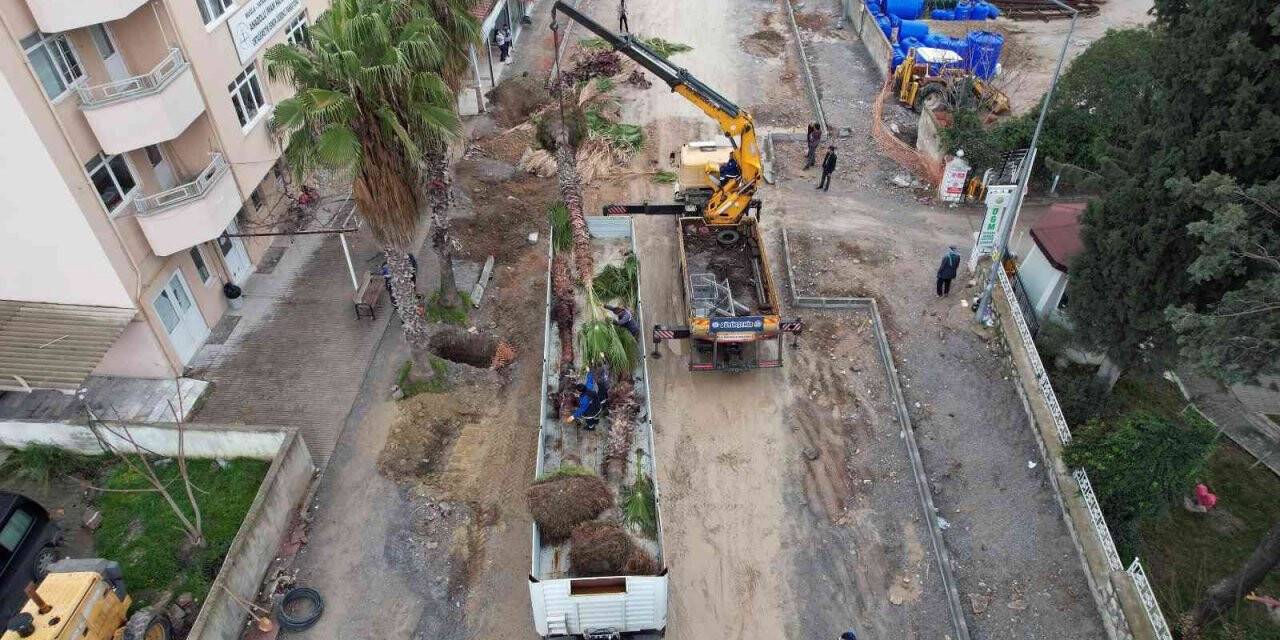 Ağaçlar zarar görmeden taşınıyor