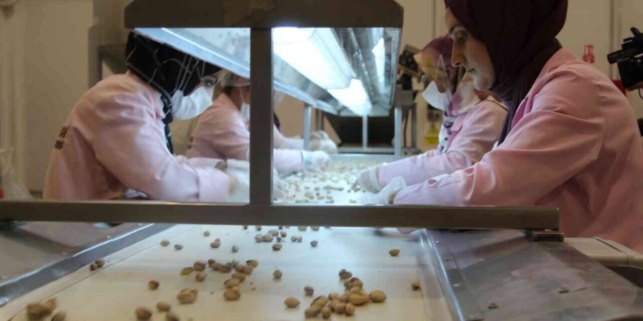 Siirt’ten Çin’e yarım milyon dolarlık fıstık ihracatı yapıldı