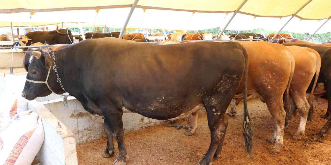 Sığırların boyu büyüdü, lezzeti azaldı