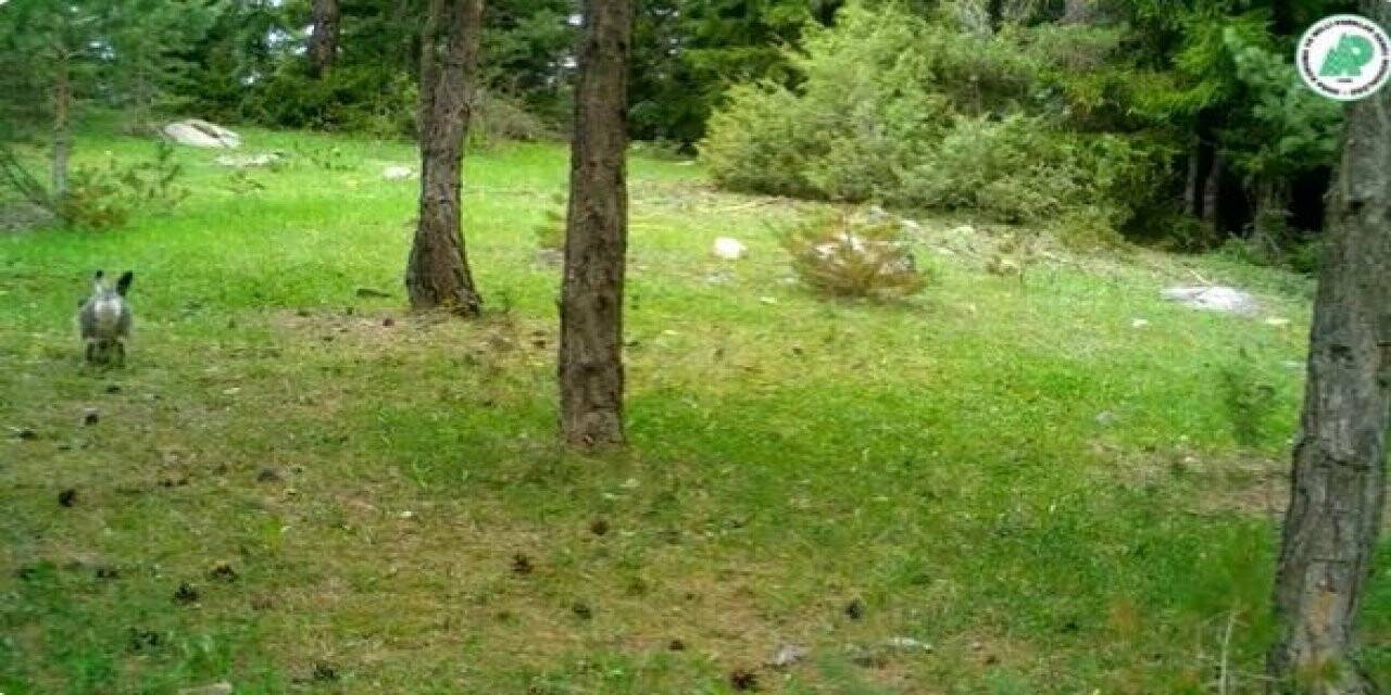 Yaban hayatındaki çeşitlilik fotokapanlara yansıdı