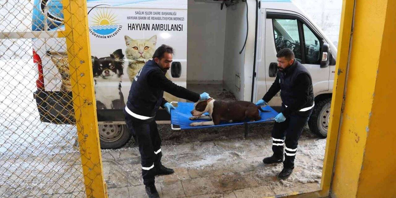 Van Büyükşehir Belediyesi yasaklı ırk köpekleri ücretsiz kısırlaştıracak