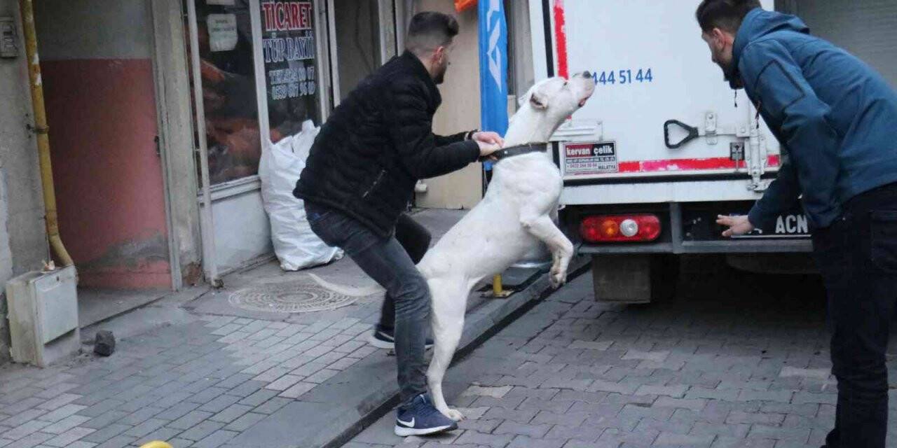 Kavga ettikleri şahsın üzerine pitbull saldılar: 3 yaralı