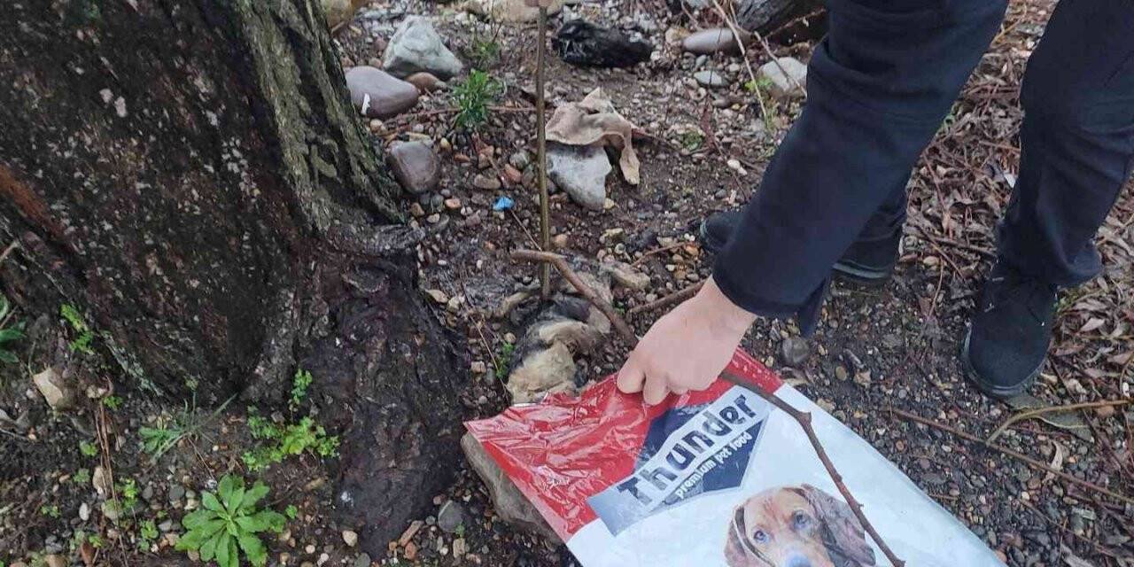 Boğularak öldürülen kedi deniz kenarına atıldı