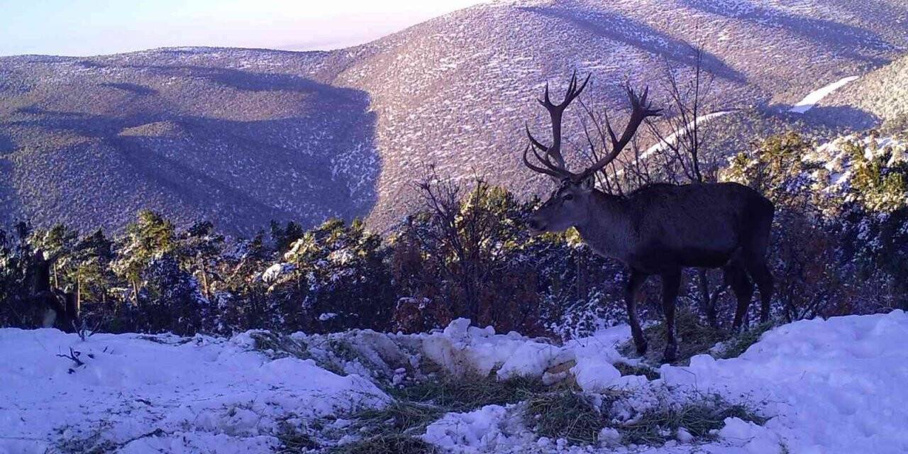 Kızıl geyiklerin muhteşem görüntüsü belgeseli aratmadı
