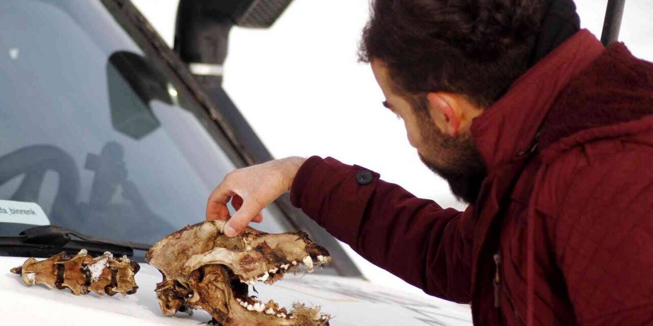 Kurtların parçaladığı köpekten geriye kafatası kaldı