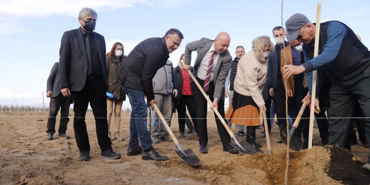 Cennet elması belediyenin yeni gelir kapısı olacak