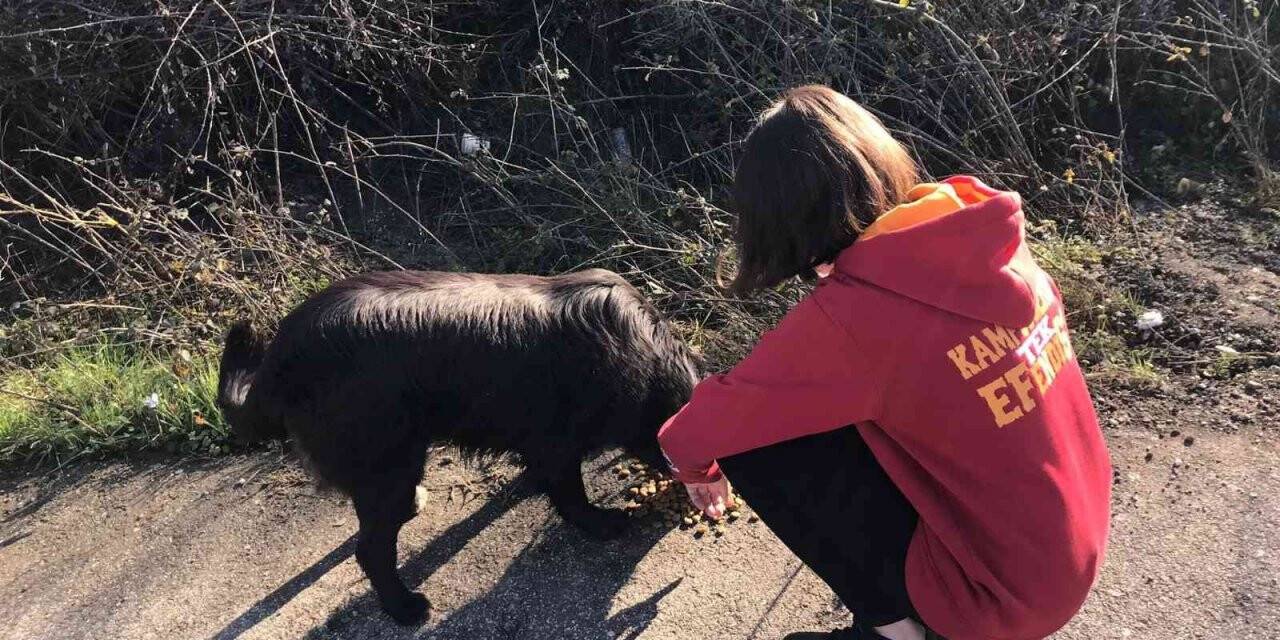Galatasaraylı taraftarlar sokak hayvanlarını yemledi