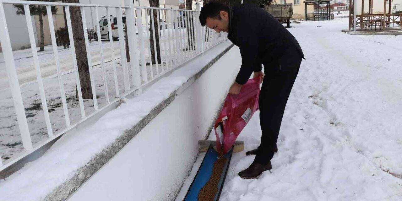 Kaymakam sokak hayvanlarını unutmadı
