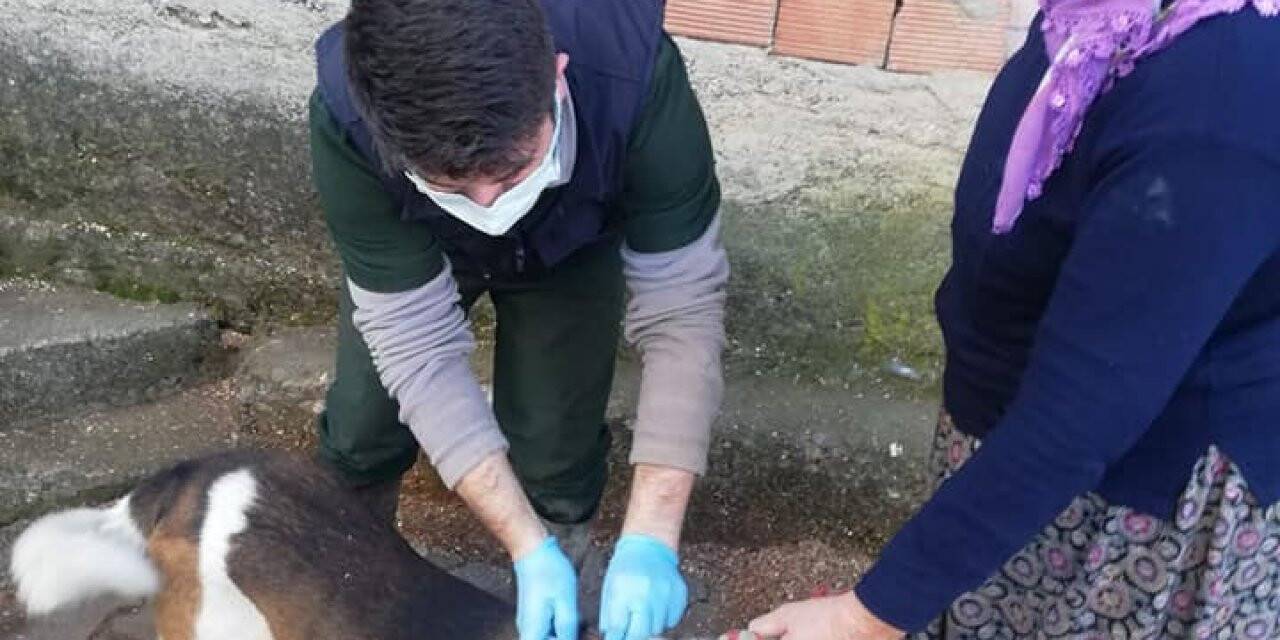 Köylülerin kedi ve köpeklerine kuduz aşılaması yapıldı