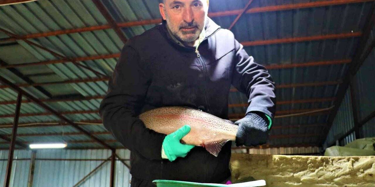 Sivas’tan Avrupa’ya balık ihraç ediliyordu, üretim azaldı