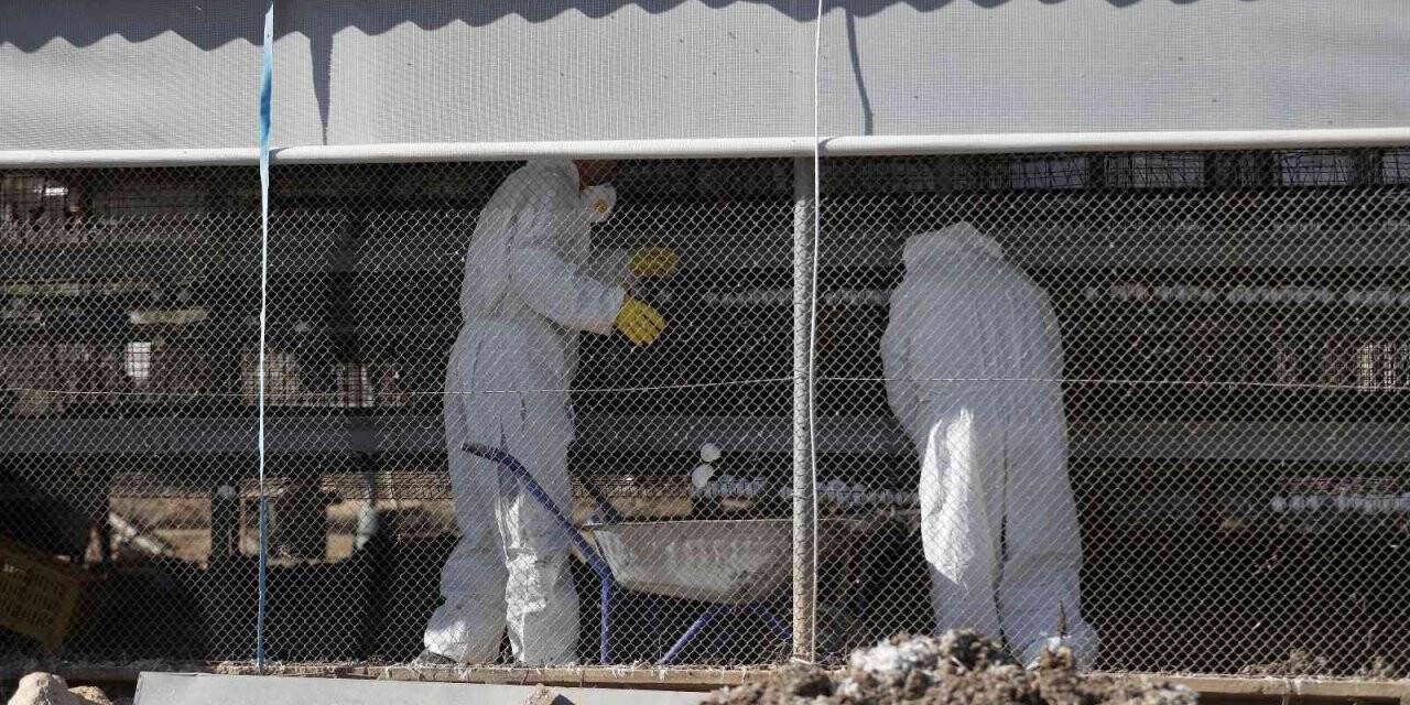 İsrail’de 18 bin 700 tavukta daha kuş gribi tespit edildi