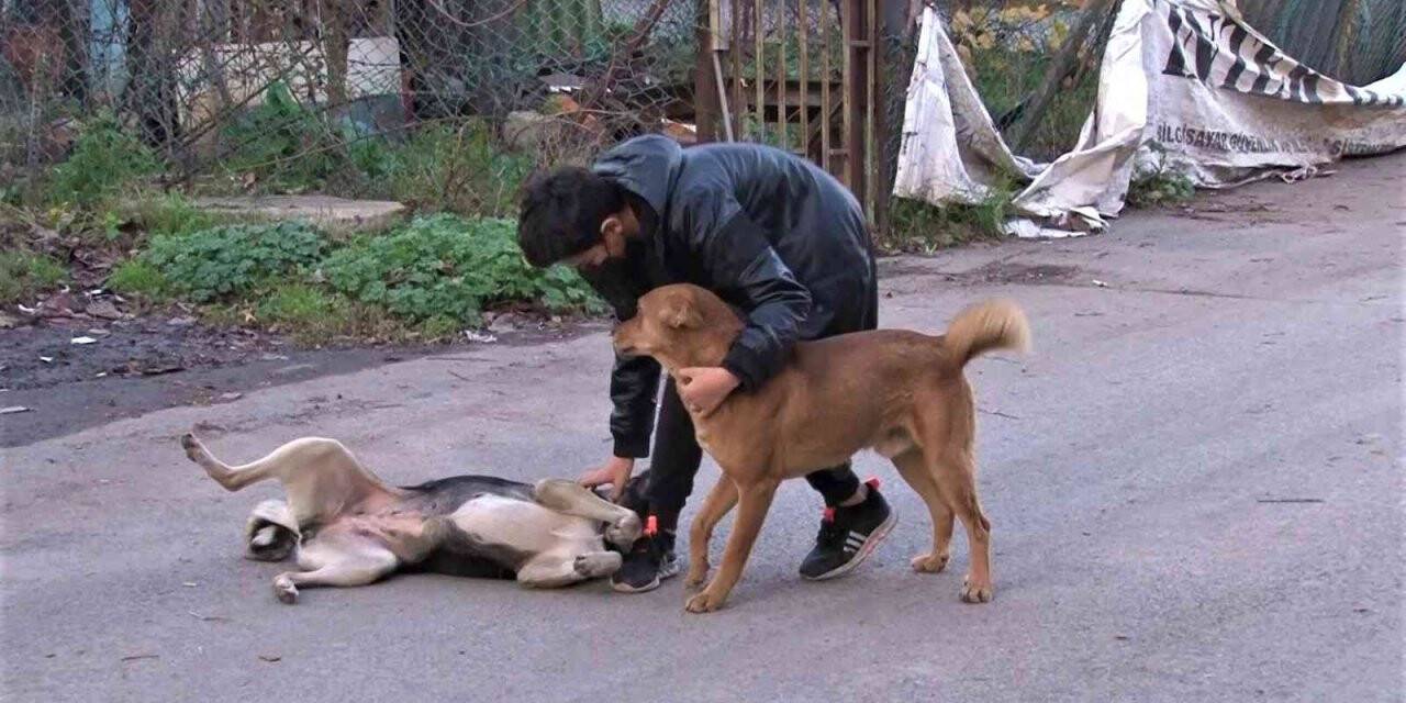 Kaybolan köpeğini bulana 2 bin 500 lira ödül verecek