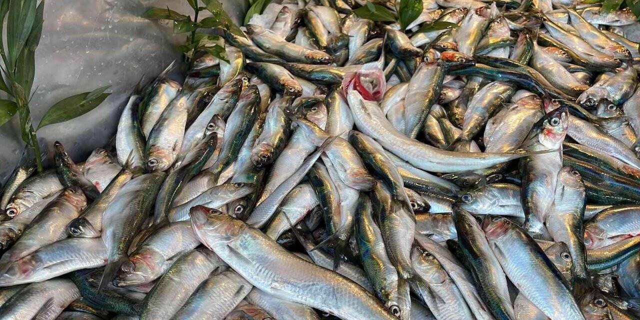 Bu balık pek bilinmiyor ama mangalları söndürüyor