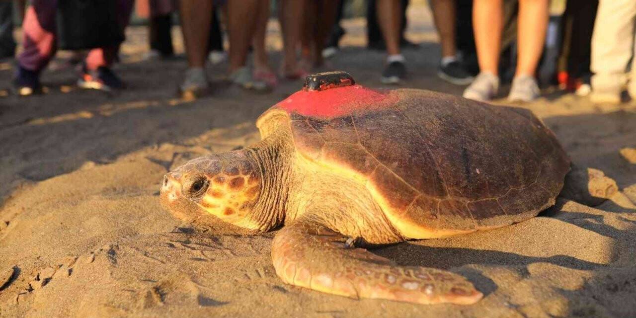 6 milyon kişinin izlediği kaplumbağa Tuba Hırvatistan’a ulaştı