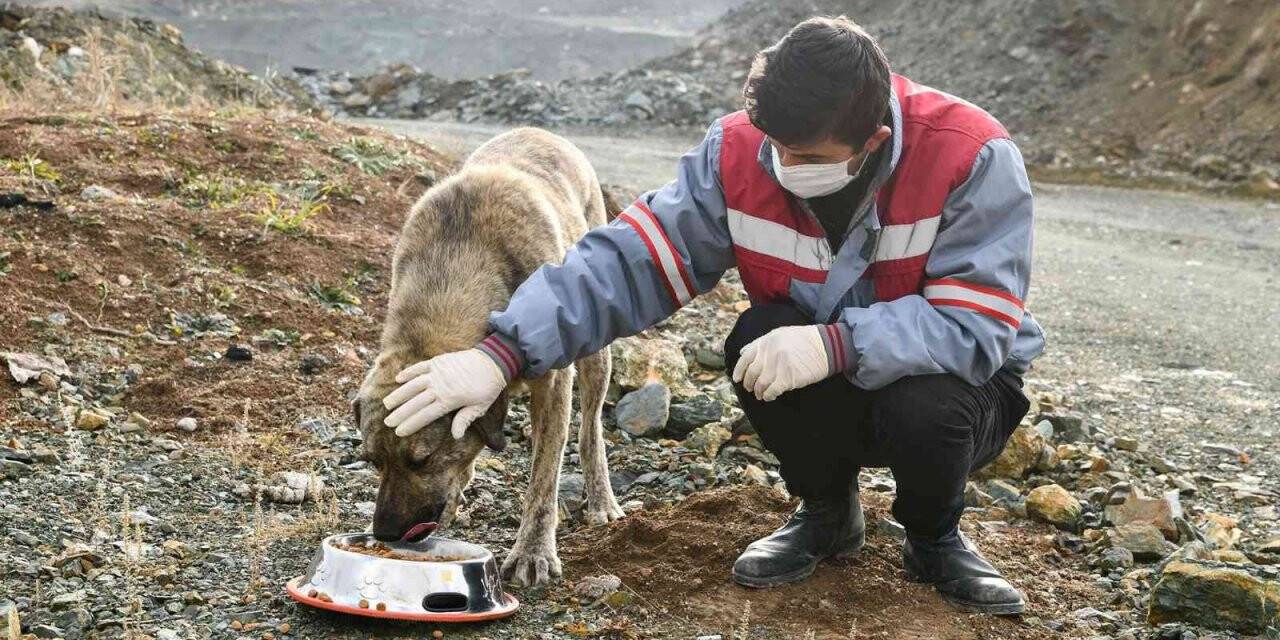 Tepebaşı’nda sokak hayvanları besleniyor