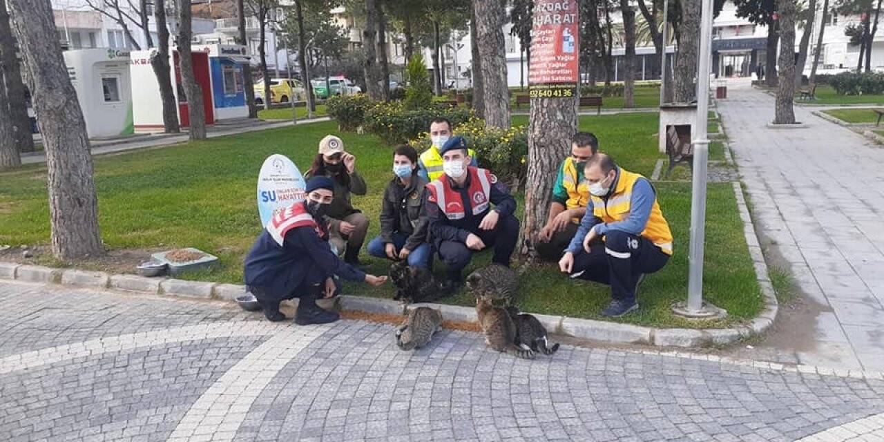 Sokak hayvanları yalnız değil