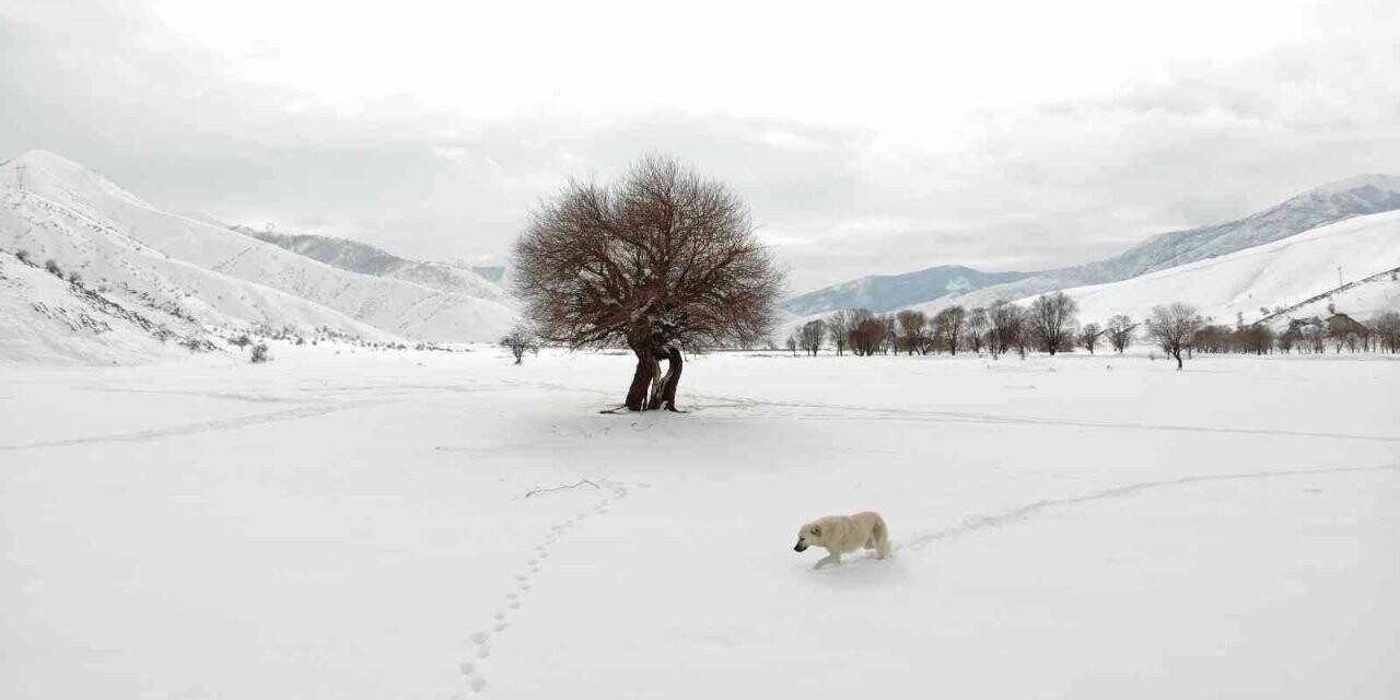 Kar şaşkınlığı yaşayan köpeğin sevimli halleri