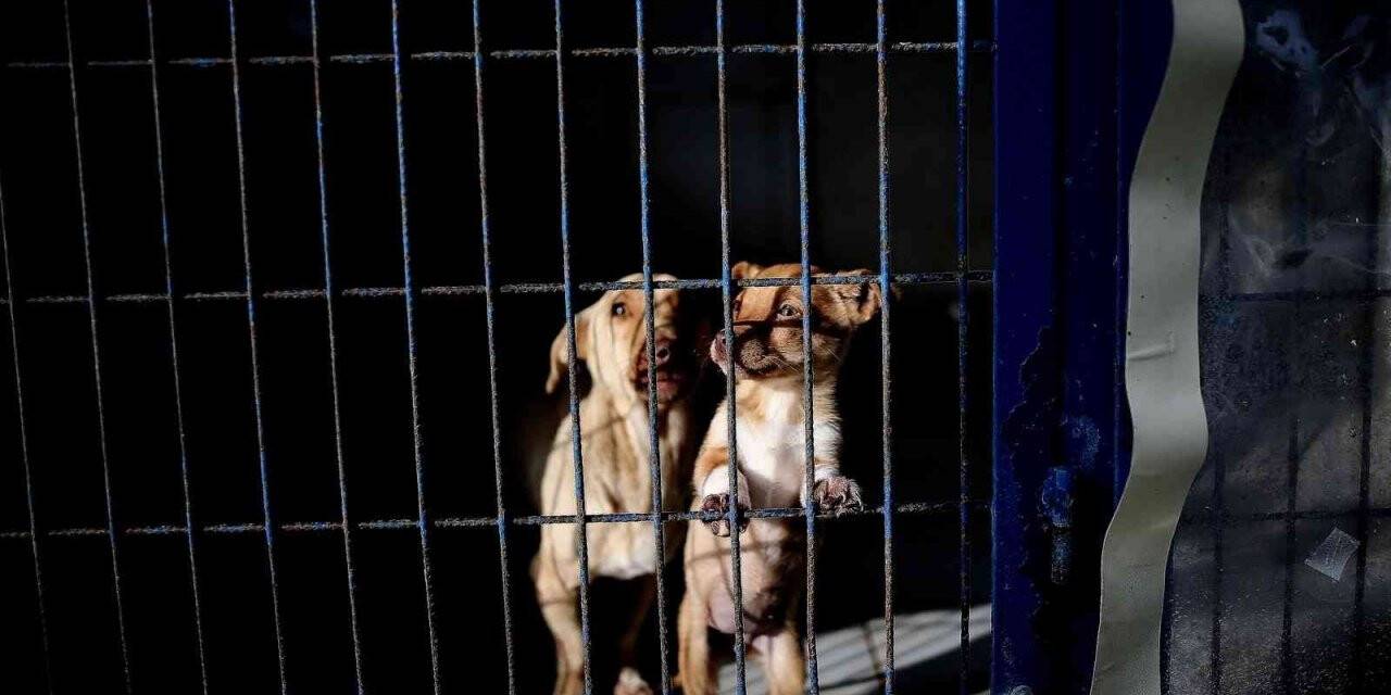 Yasak ırklar için Bursa’da önemli çalışma