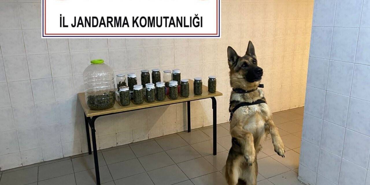 14 kavanoz ve plastik bidon içerisinde toplam 4 kilo esrar ele geçirildi
