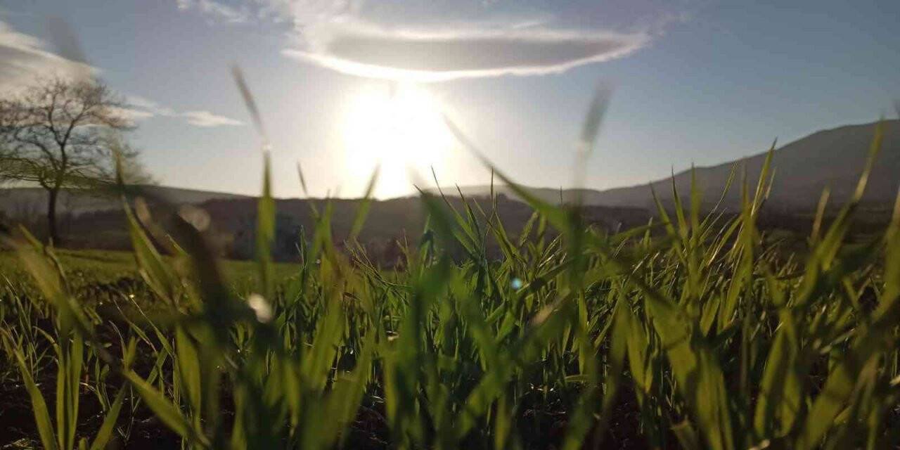 Sağlam: "Tarımsal sanayimizi katma değeri yüksek üretim yapan içeriğe kavuşturmalıyız"