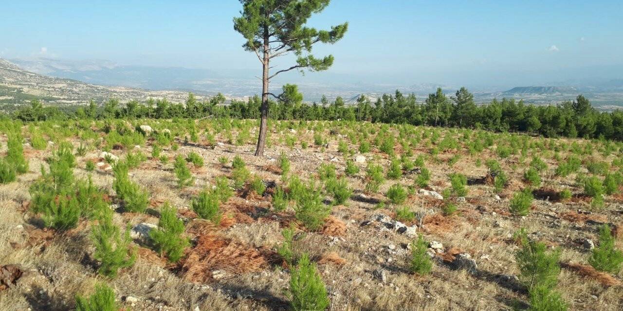 Mersin Orman Bölge Müdürlüğü, 42 bin hektar gençleştirme ve bakım yaptı