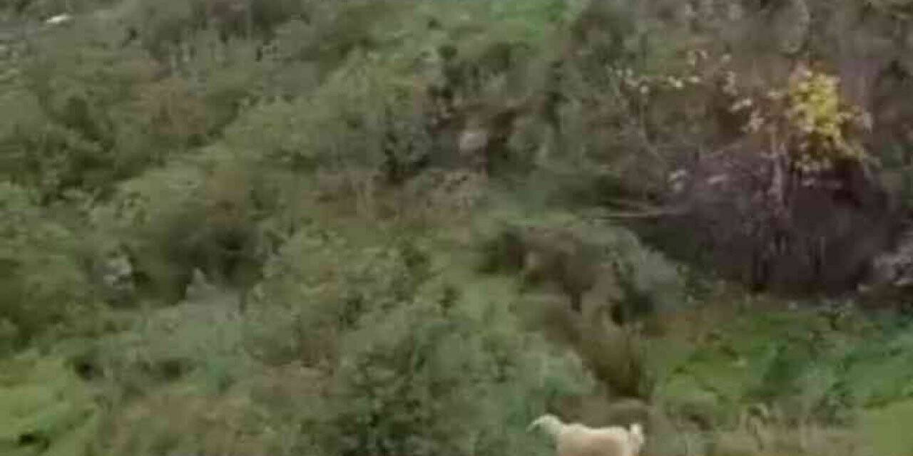 Uçurumda mahsur kalan keçiyi itfaiye kurtardı